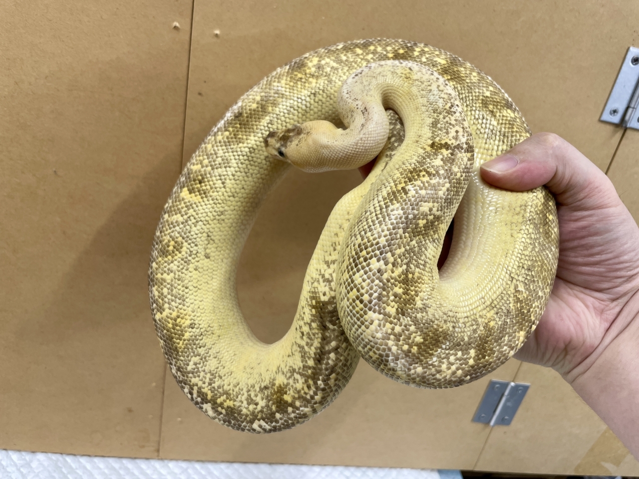 ボールパイソン（パステルシャンパン）(2)