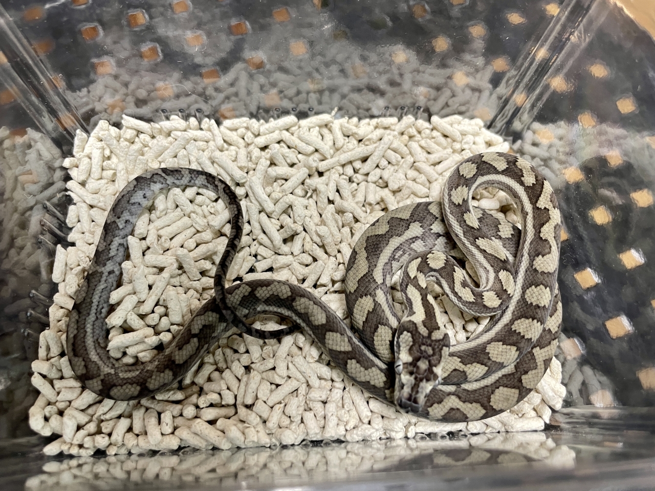 カーペットパイソン（キャラメルアザンティック）(2)