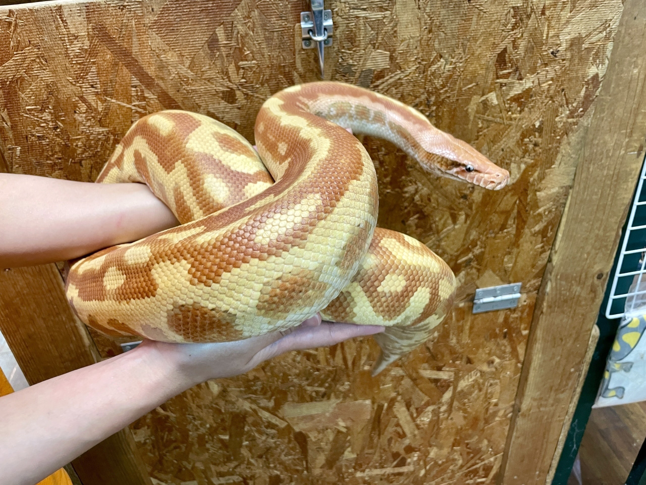 マラヤンブラッドパイソン（T-アルビノpossマトリックス）(4)