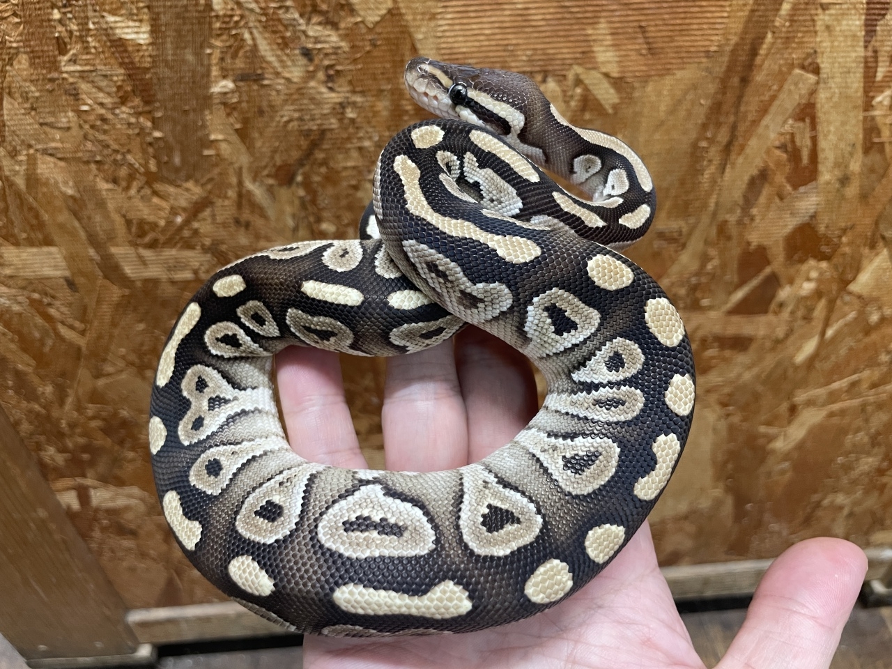 ボールパイソン（モハベ）(2)