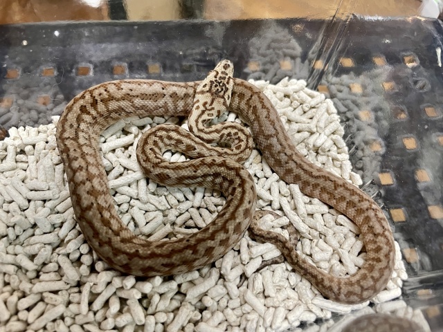 カーペットパイソン（キャラメルゼブラジャガー）