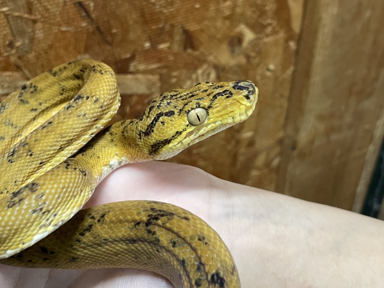 アマゾンツリーボア（イエロー）(2)