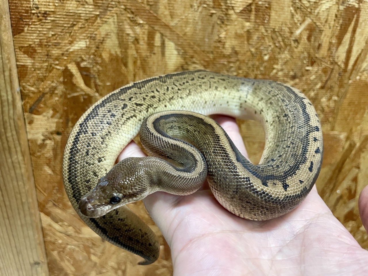 ボールパイソン（ピンストブラックパステル）(2)