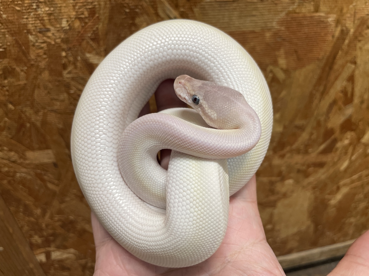 ボールパイソン（スーパーモハベ）（No.1）(2)