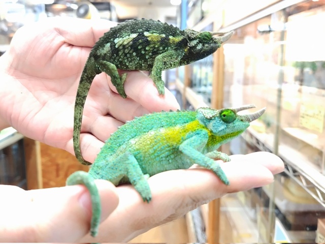 ジャクソンカメレオン(ウガンダエンシス)