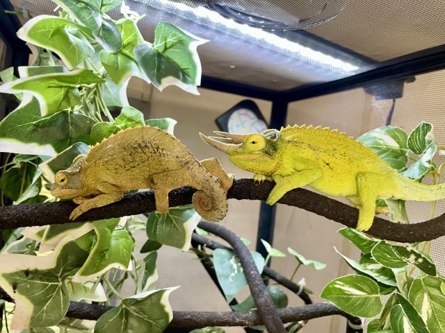 ジャクソンカメレオン（キサントロプス）