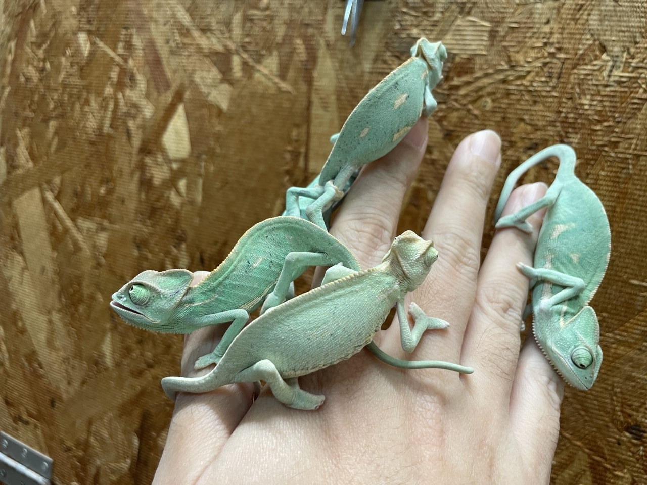 エボシカメレオン(2)