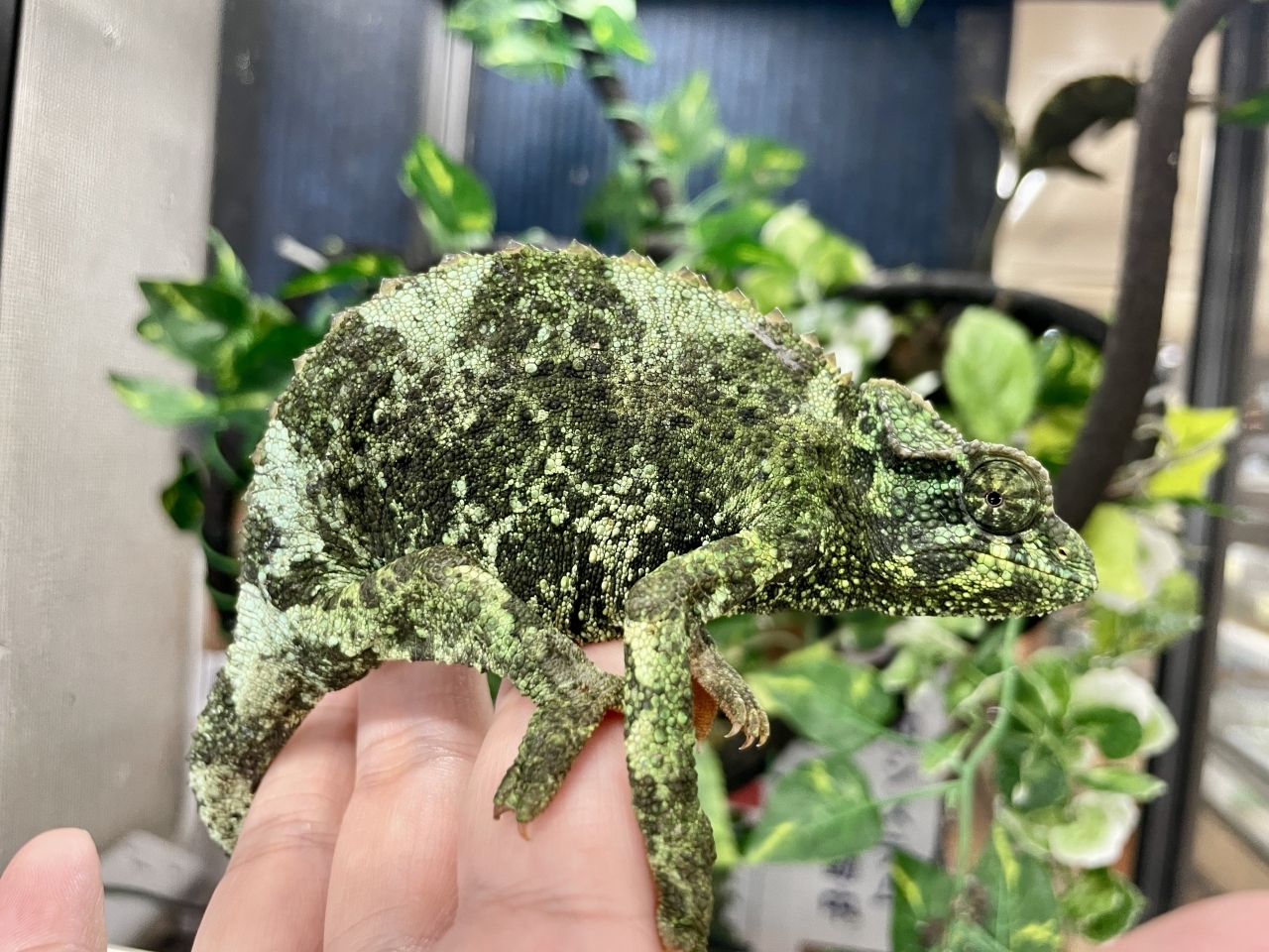 キサントロプスジャクソンカメレオン(4)