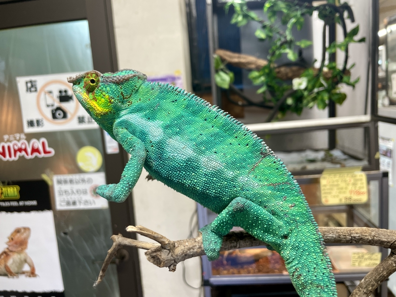 パンサーカメレオン（ノシベブルー）(2)