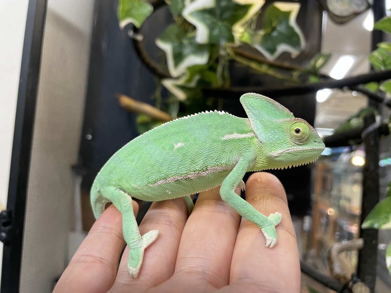 エボシカメレオン(2)