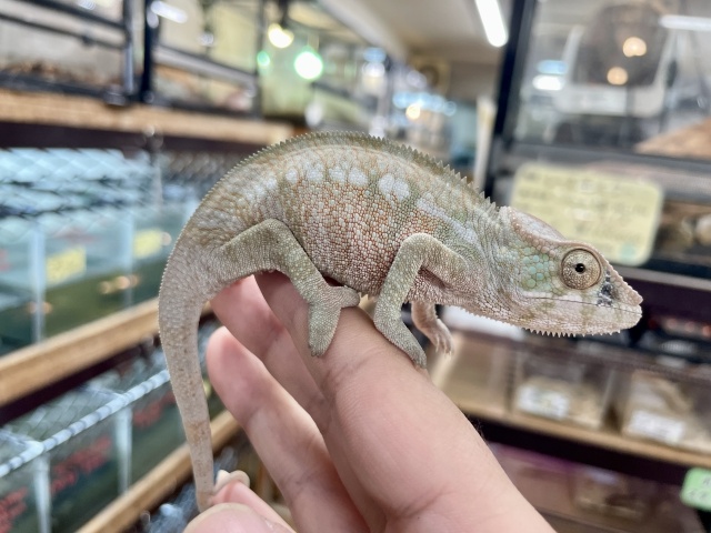 パンサーカメレオン（ノシベブルー）