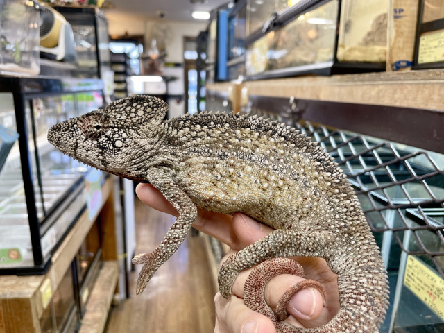 ウスタレカメレオン