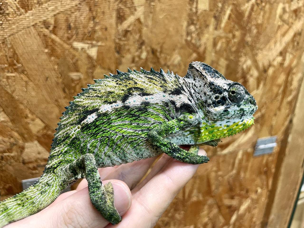 スパイニーカメレオン(1)