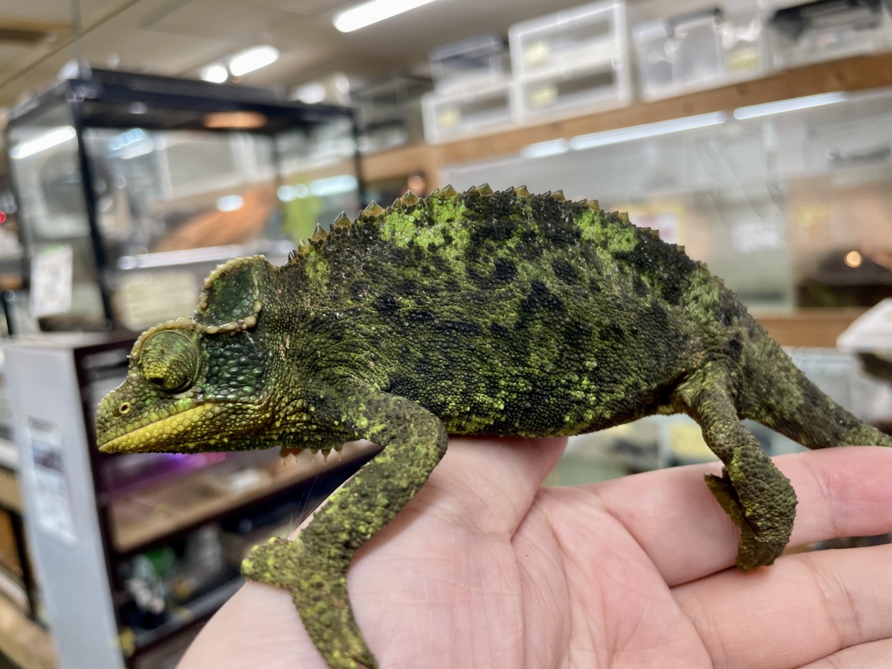 爬虫類ショップ サウリア大阪守口本店｜ジャクソンカメレオン