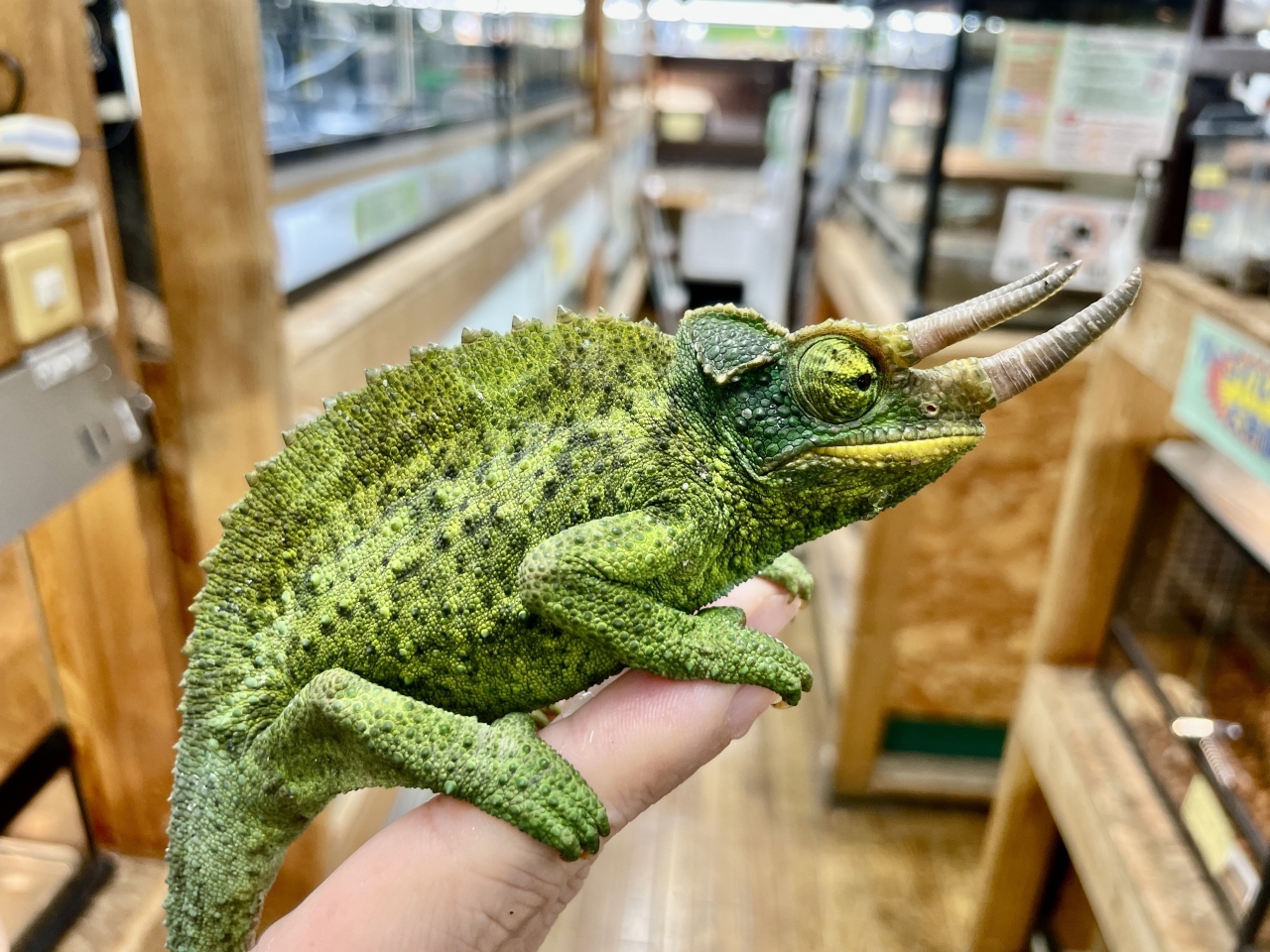 ジャクソンカメレオン（キサントロプス）(1)