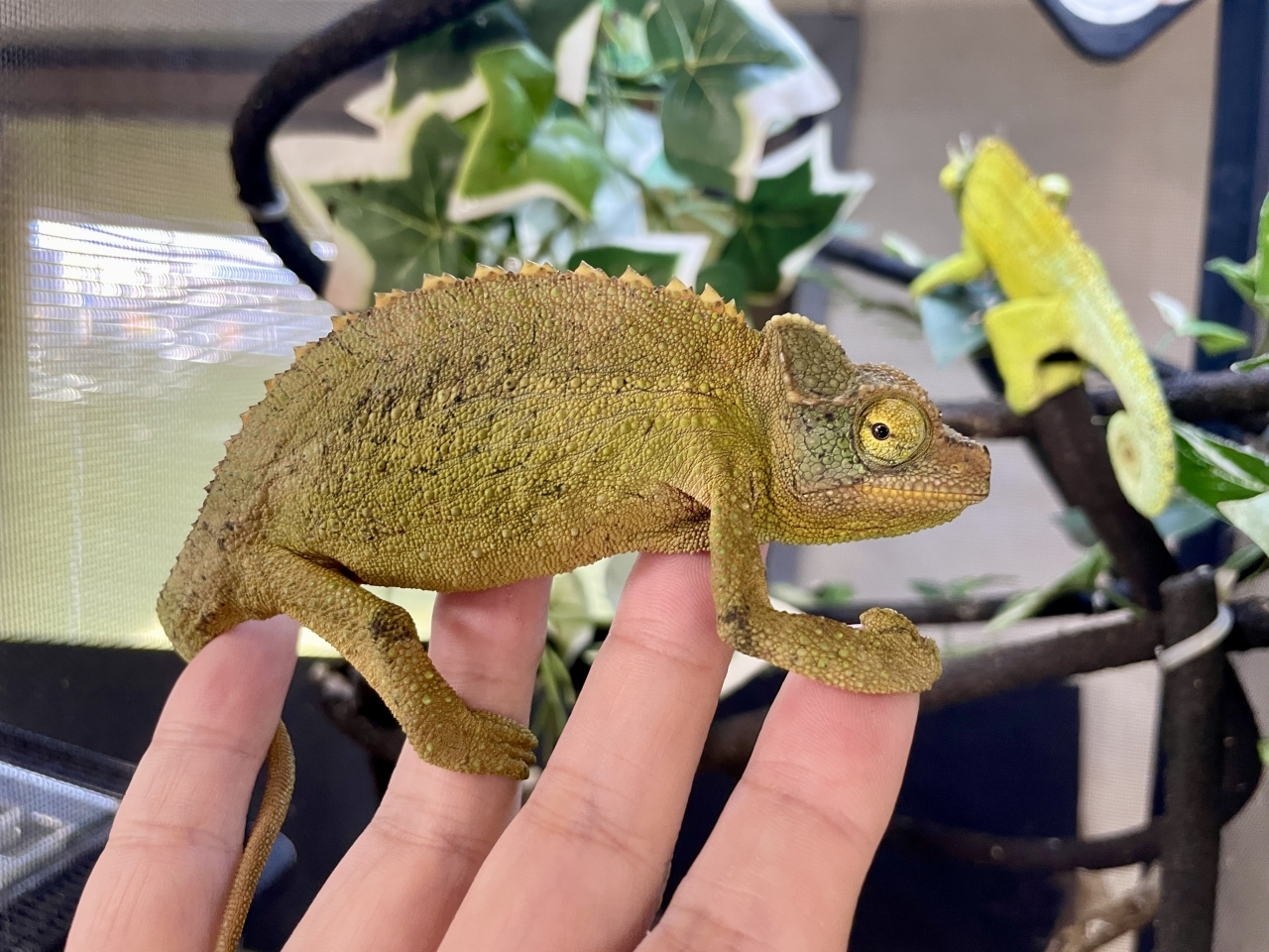 ジャクソンカメレオン（キサントロプス）(4)