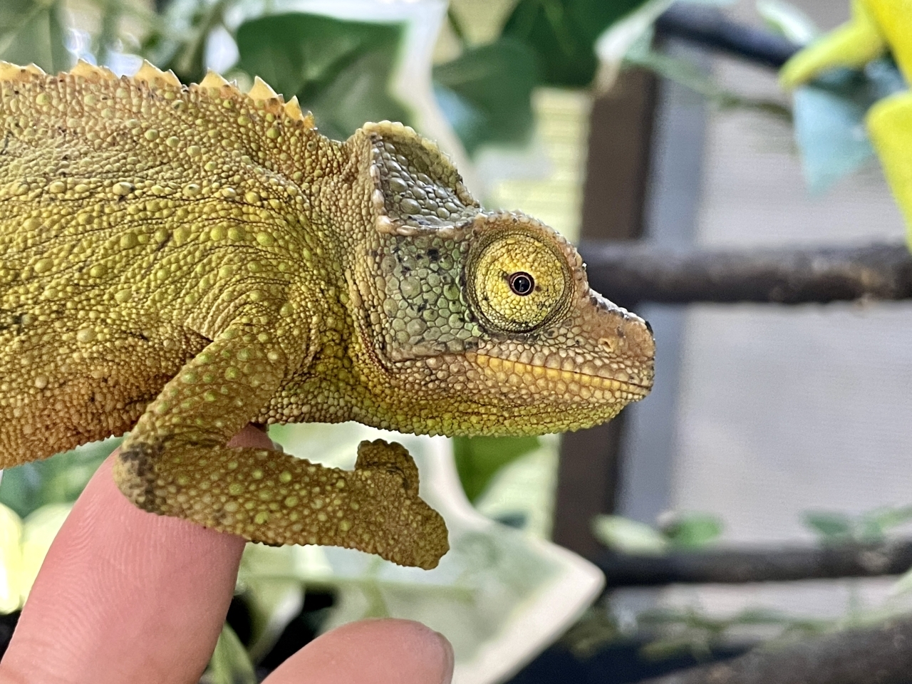 ジャクソンカメレオン（キサントロプス）(5)