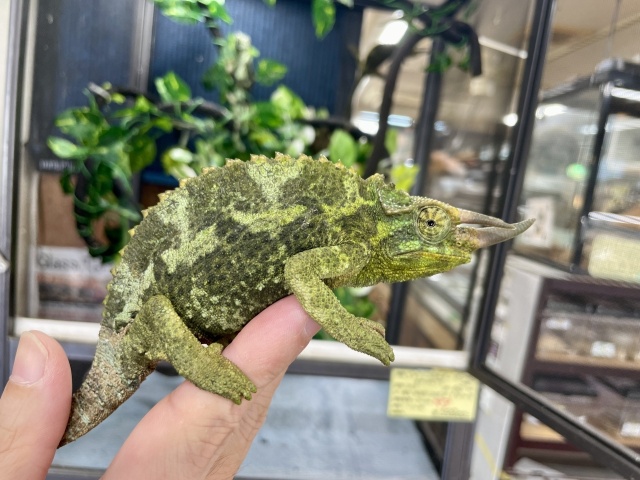 キサントロプスジャクソンカメレオン