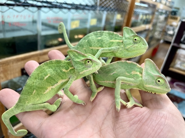 エボシカメレオン