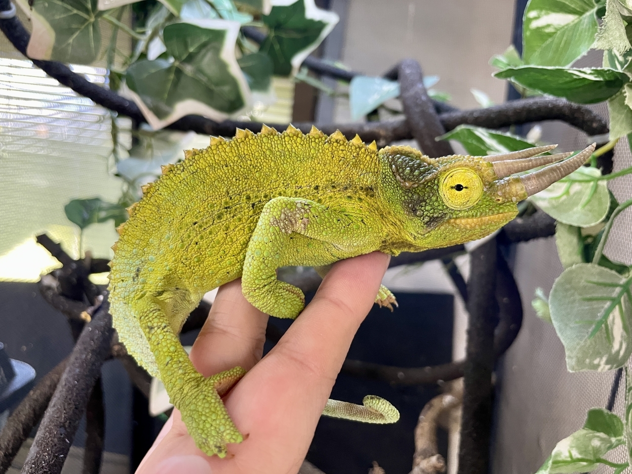 ジャクソンカメレオン（キサントロプス）(2)