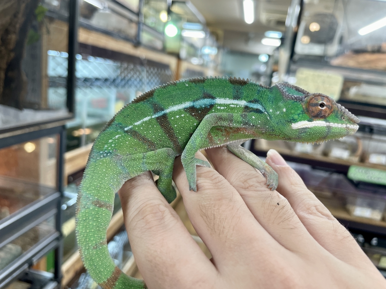 パンサーカメレオン（ノシミチオ）(2)