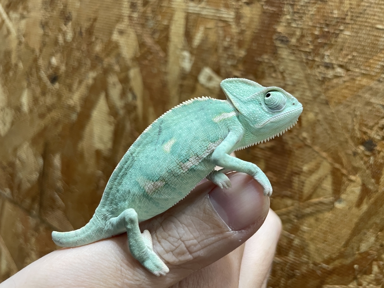 エボシカメレオン(4)