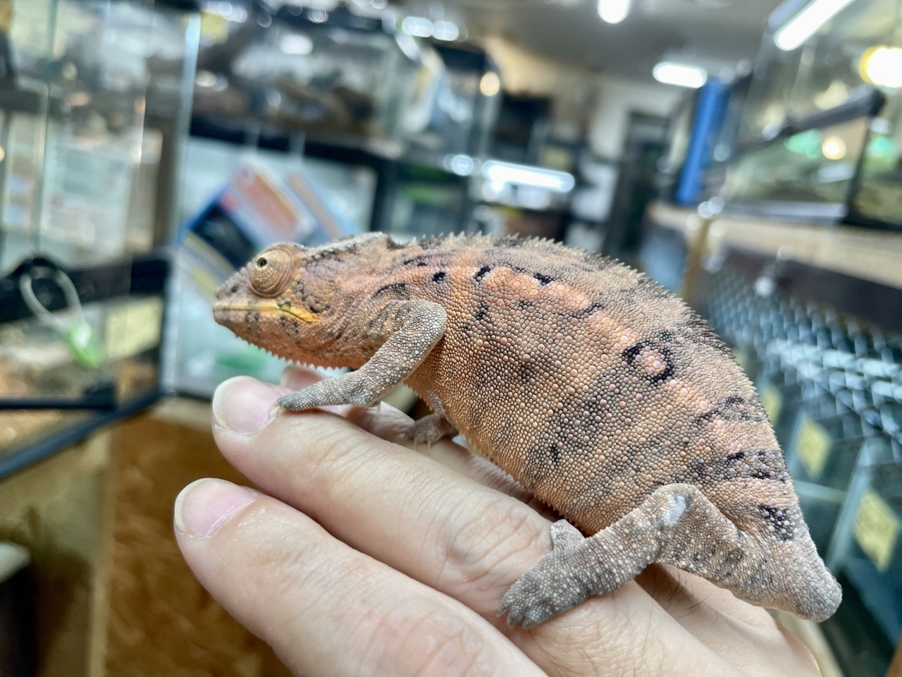 パンサーカメレオン（ジャンゴア）(4)