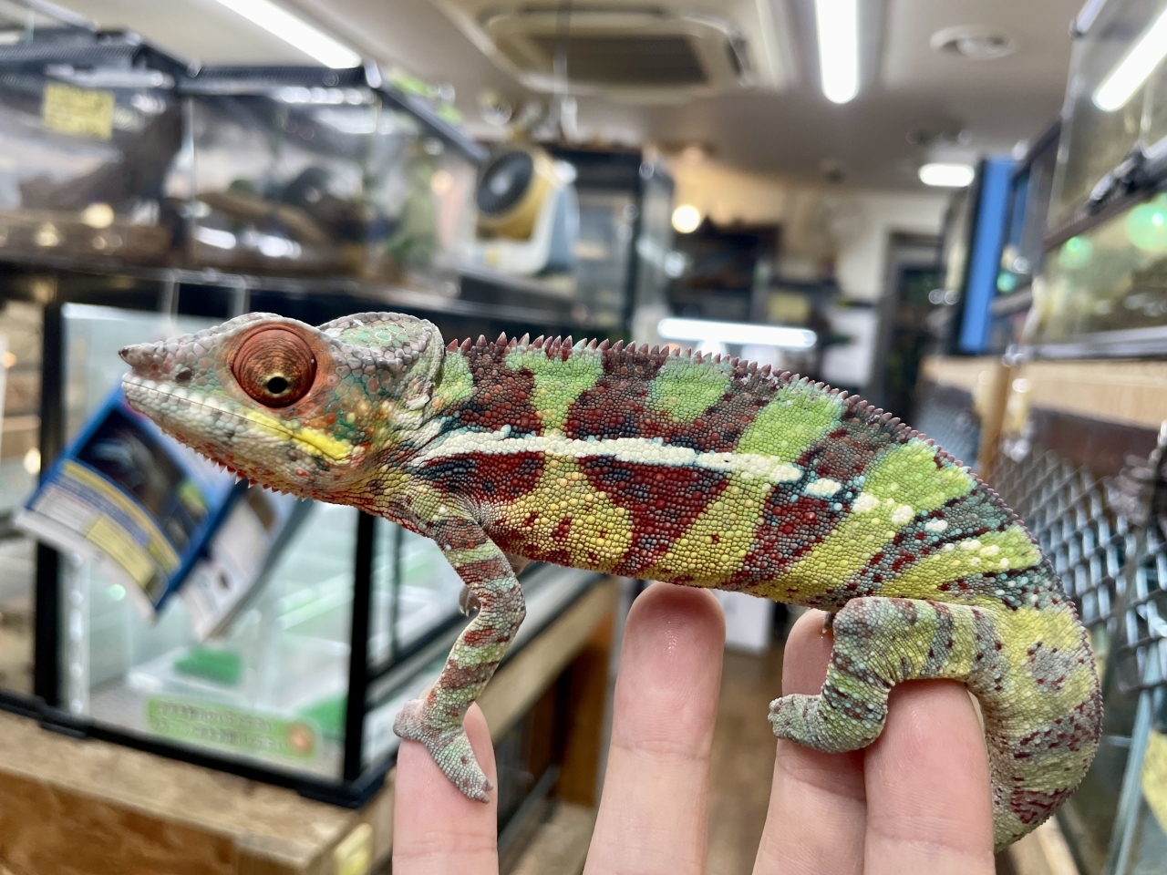 パンサーカメレオン（ジャンゴア）(1)