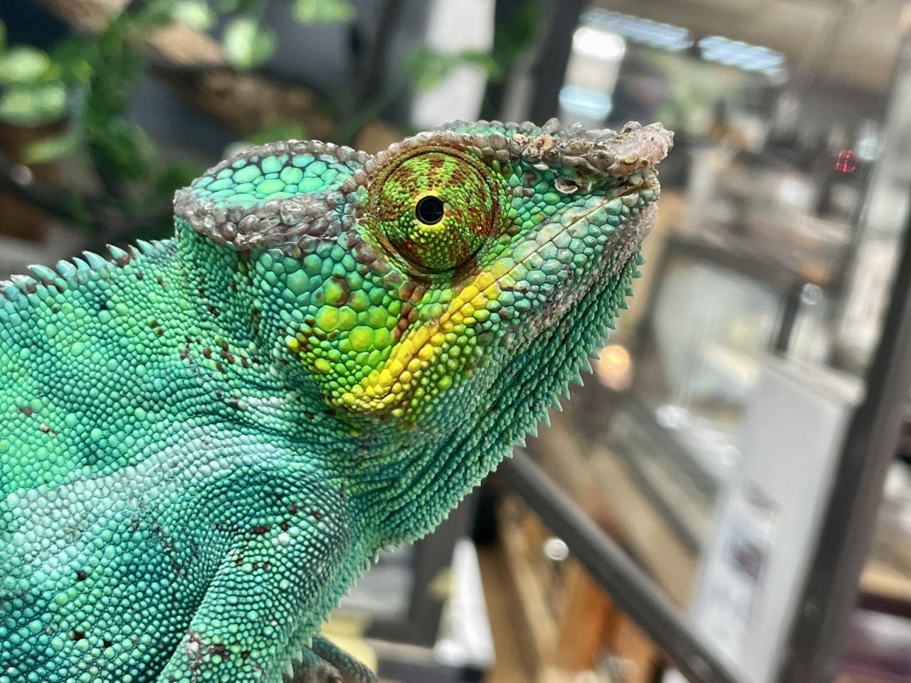 パンサーカメレオン（ノシベブルー）(3)