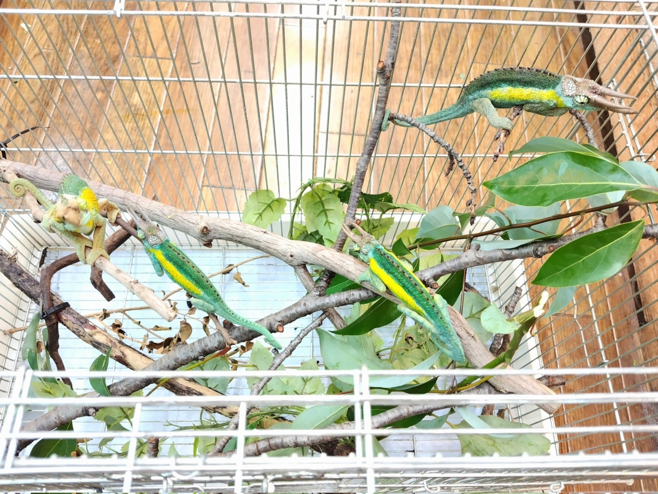 ジャクソンカメレオン(ウガンダエンシス)(2)