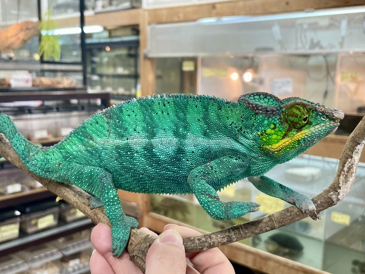 パンサーカメレオン（ノシベブルー）(1)