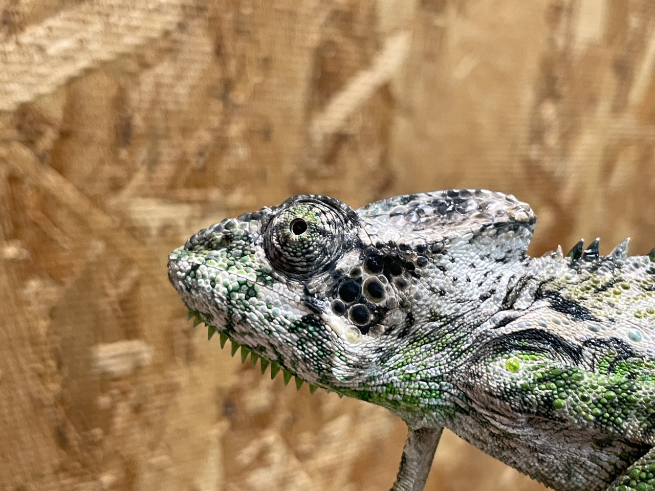 スパイニーカメレオン(3)