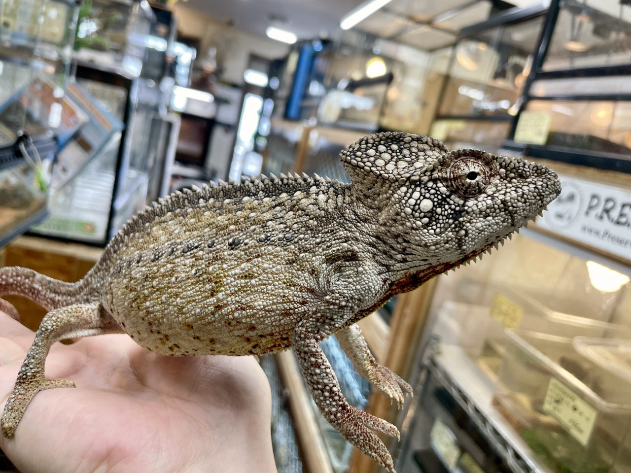 ウスタレカメレオン(2)