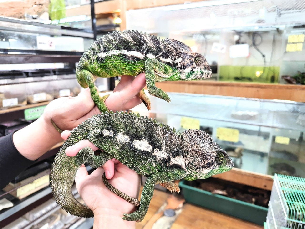 スパイニーカメレオン(1)