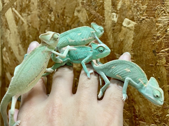 エボシカメレオン