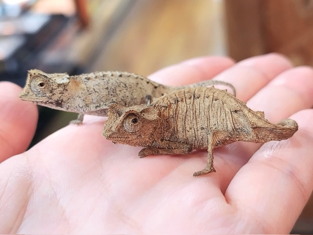 シュトゥンプフヒメカメレオン