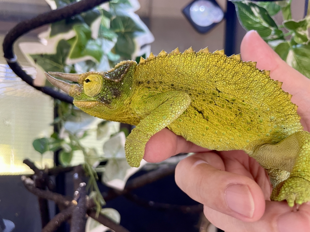 ジャクソンカメレオン（キサントロプス）(3)