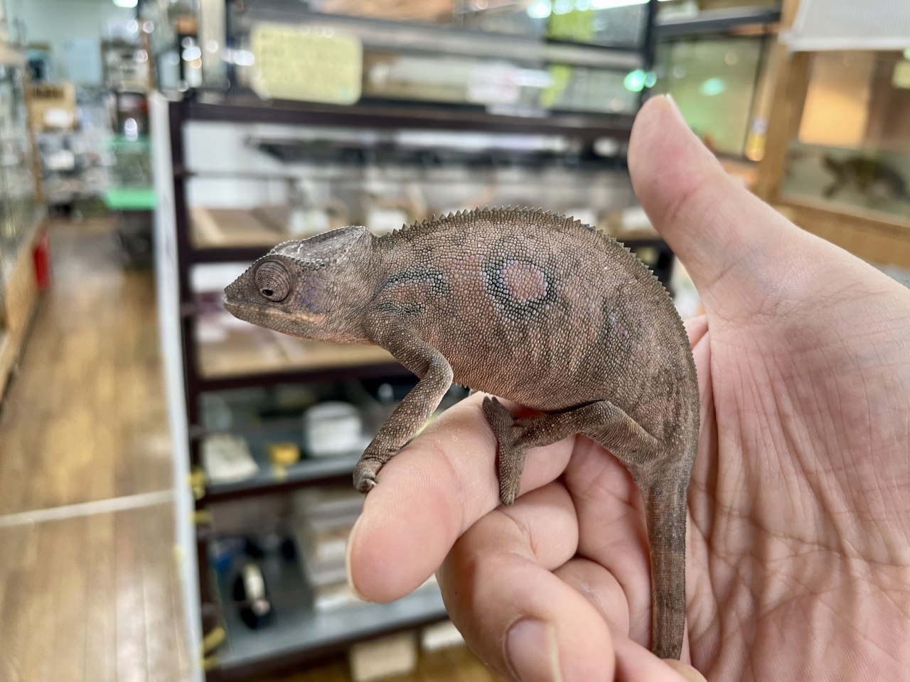 パンサーカメレオン（ノシミチオ）(4)