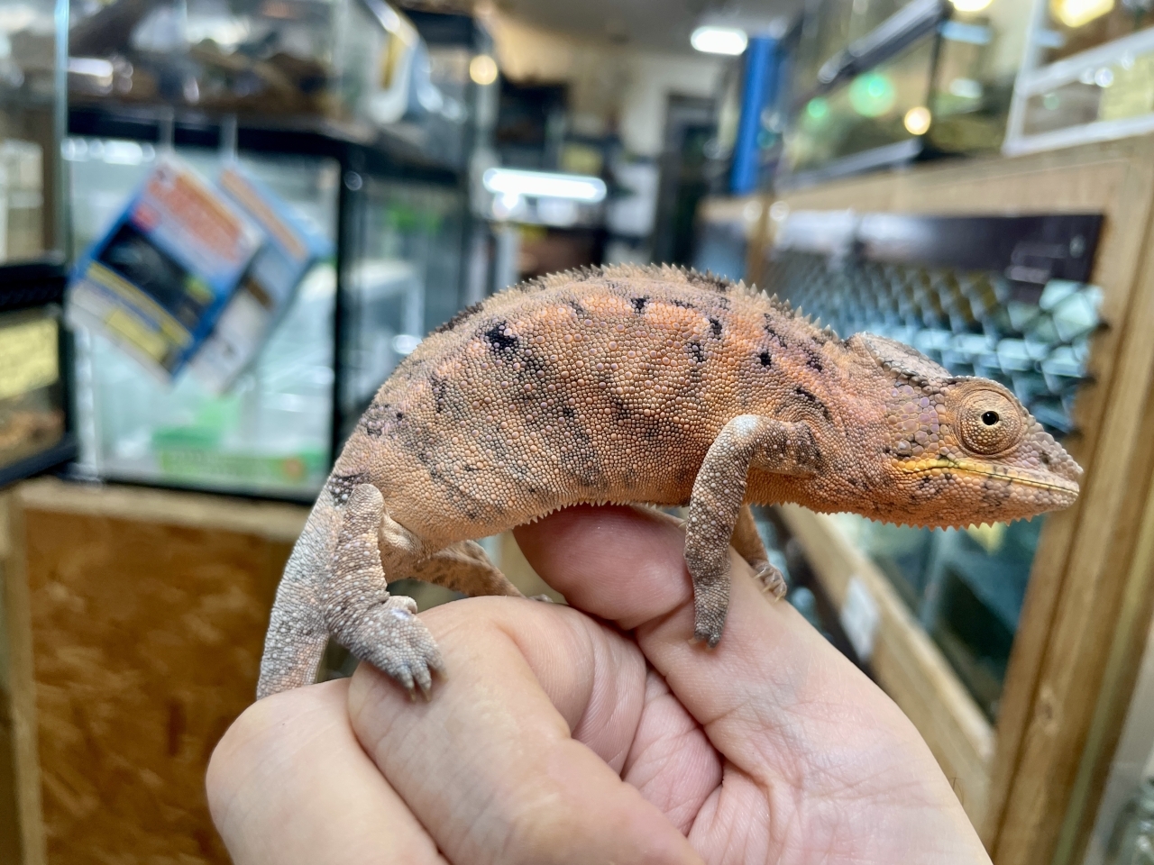 パンサーカメレオン（ジャンゴア）(3)