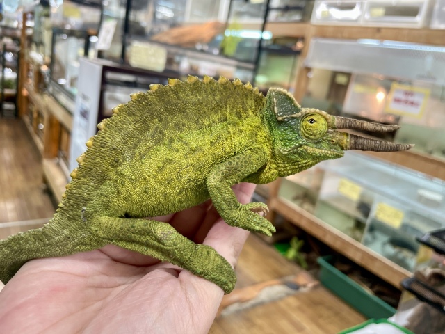 ジャクソンカメレオン（キサントロプス）