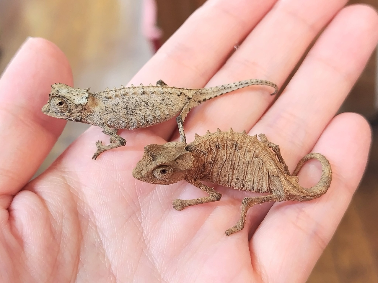 シュトゥンプフヒメカメレオン(2)