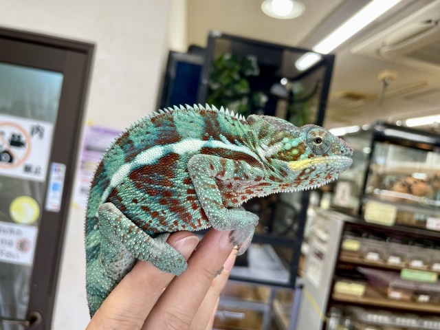 パンサーカメレオン（ノシファリー）