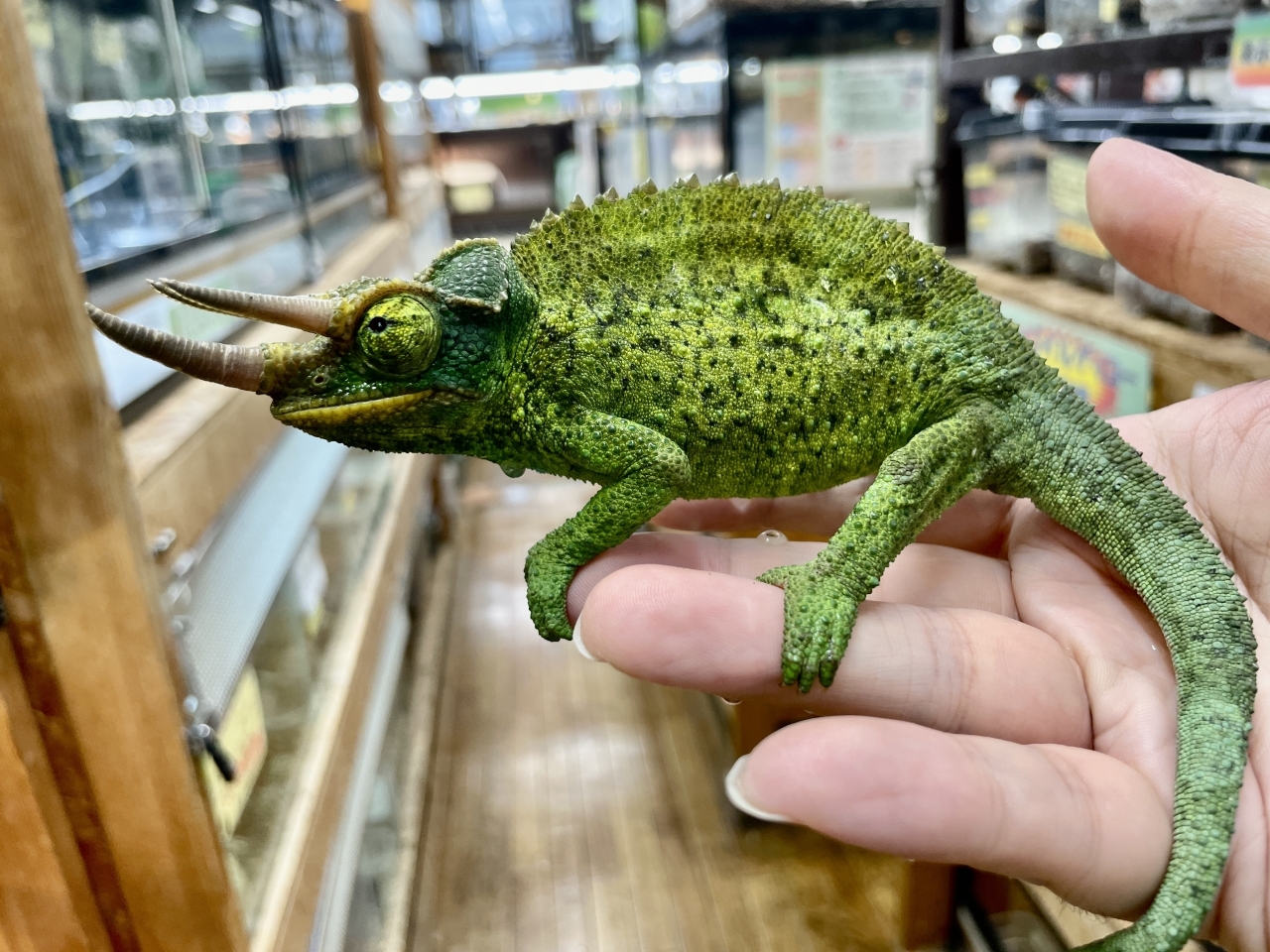 ジャクソンカメレオン（キサントロプス）(2)