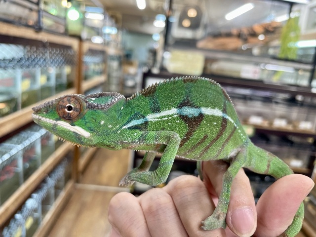 パンサーカメレオン（ノシミチオ）