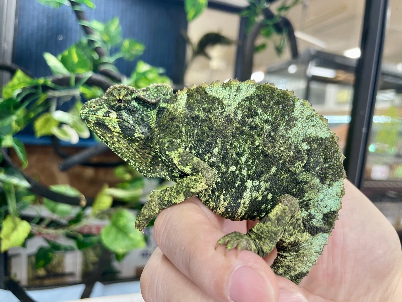 キサントロプスジャクソンカメレオン(3)