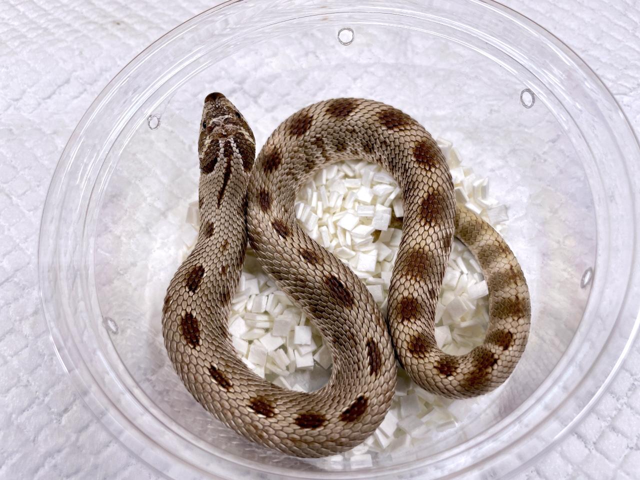 セイブシシバナヘビ（アナコンダ）(2)