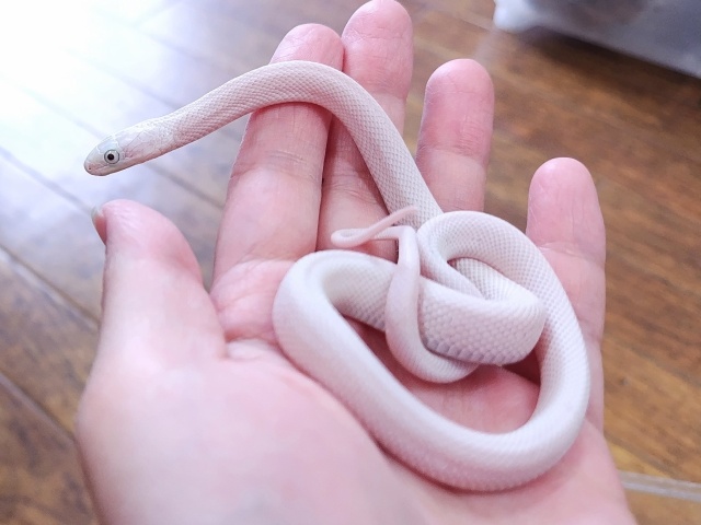 テキサスラットスネーク（リューシ）