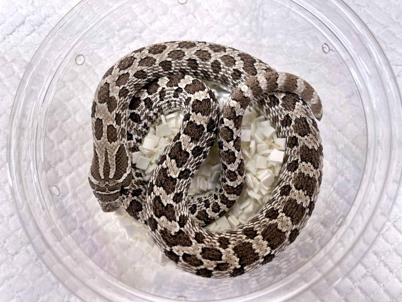 セイブシシバナヘビ（アザンティック）(2)