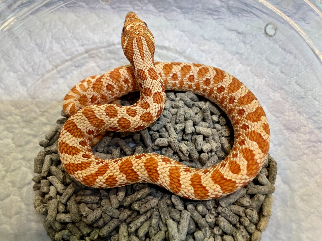 セイブシシバナヘビ（レッドアルビノ）(3)