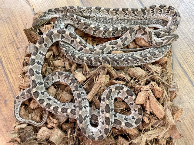 マドワシタマゴヘビ